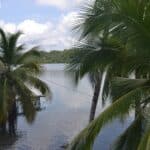 Palm trees off of the deck