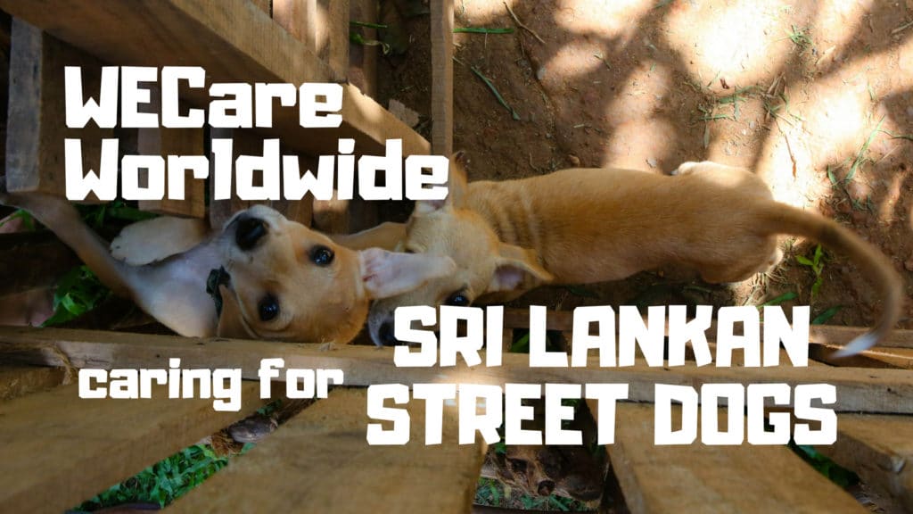 WECare Worldwide Caring For Sri Lankan Street Dogs Bigger Life