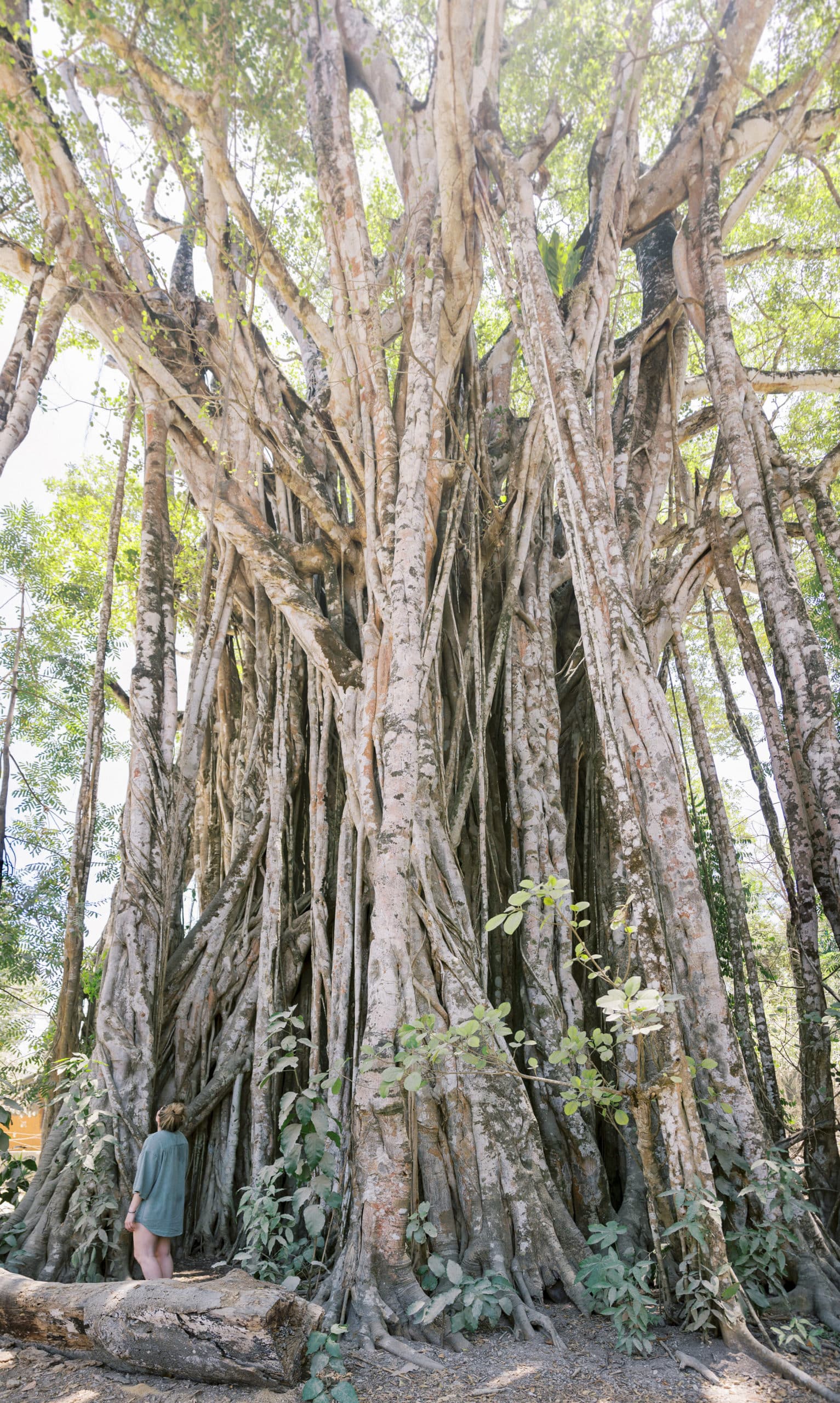 costa rica jungle yoga retreat montezuma sanctuary