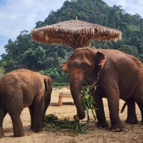 Yoga retreat in Thailand with elephant sanctuary visit.