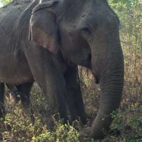 ethical elephant sactuary chiang mai