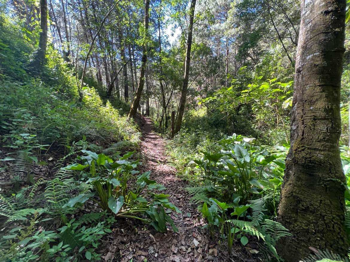 Trail in San Jose del Pacifico