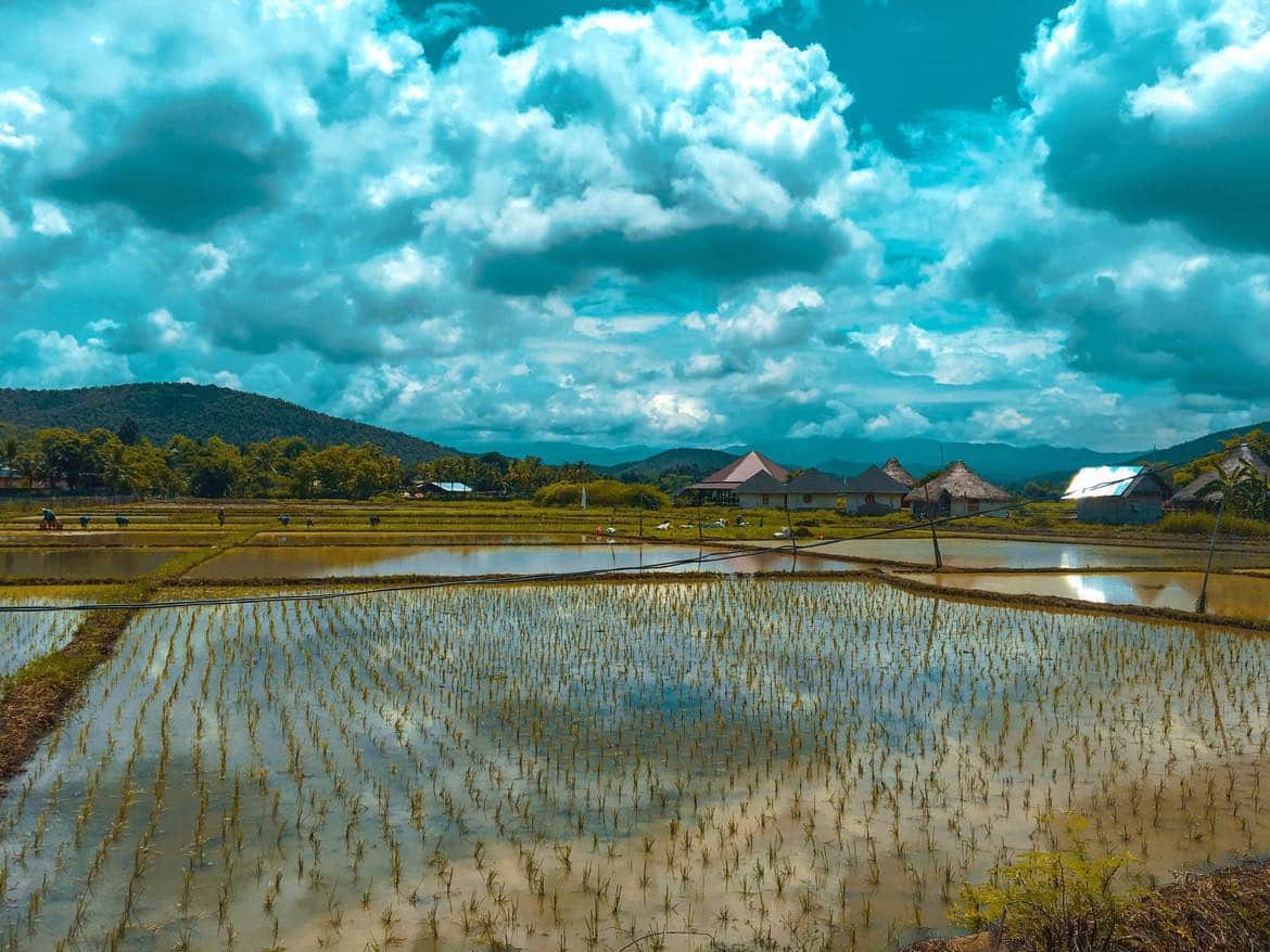 chiang mail thailand rice field