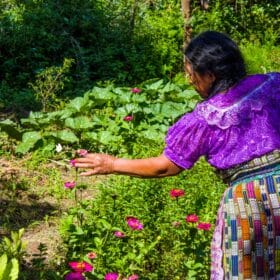 Mayan people picking Ayahuasca vine in Guatemala