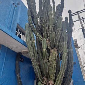 merida mexico cactus tren maya