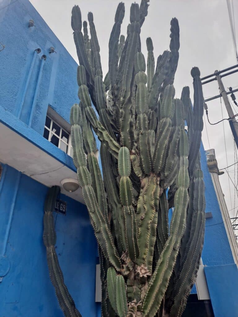 merida mexico cactus tren maya
