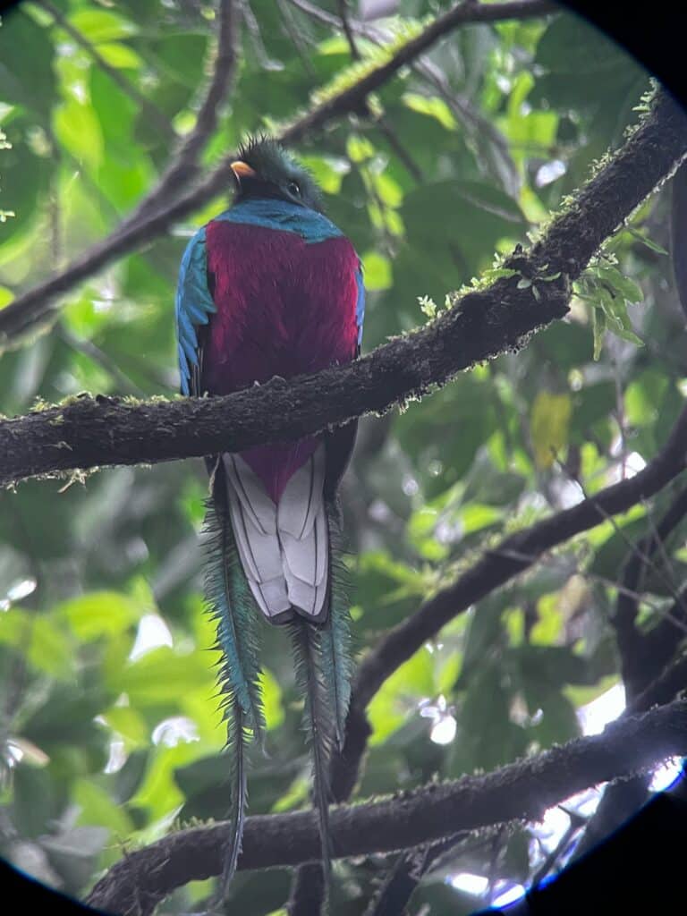 wildlife monteverde costa rica retreat