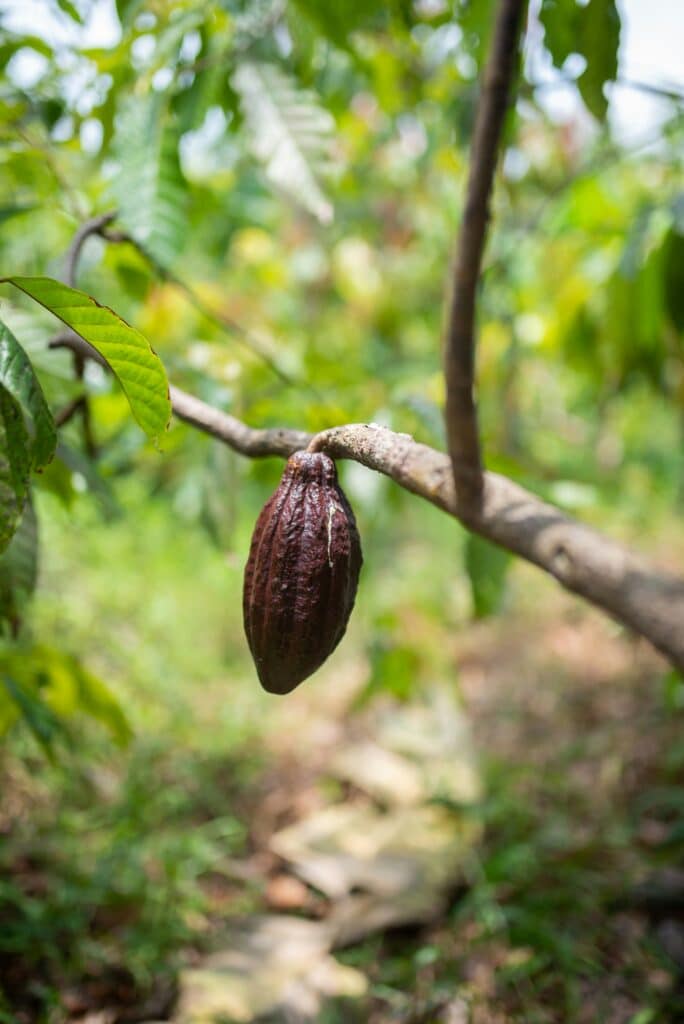 maya cacao cermony